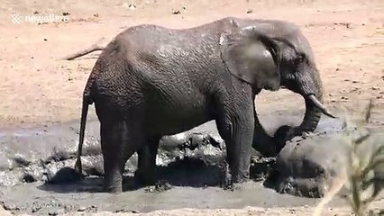 African elephant enjoys mud bath on blistering day in South Africa