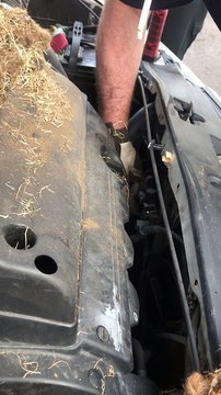 Squeaking Baby Squirrel Rescued