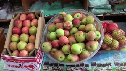 Bakan Selçuk'un 'ilk teneffüs' paylaşımına Amasya'dan 'misket elması' desteği - AMASYA