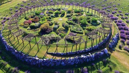 This Lavender Labyrinth in Michigan Is One of the Most Relaxing Places on Earth
