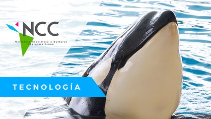 Un pro­yec­to es­ta­dou­ni­den­se uti­li­za la In­te­li­gen­cia Ar­ti­fi­cial para la pro­tec­ción de las or­cas