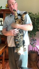 Cat Happily Receives Upside Down Belly Rubs