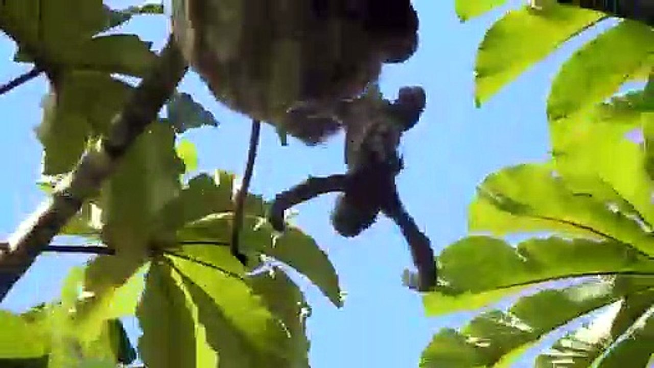 Assistez à la naissance de bébés paresseux dans un arbre