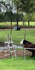 Curious Cow Gets Stuck in Trampoline