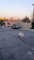 Como passear um cão em tempos de quarentena...