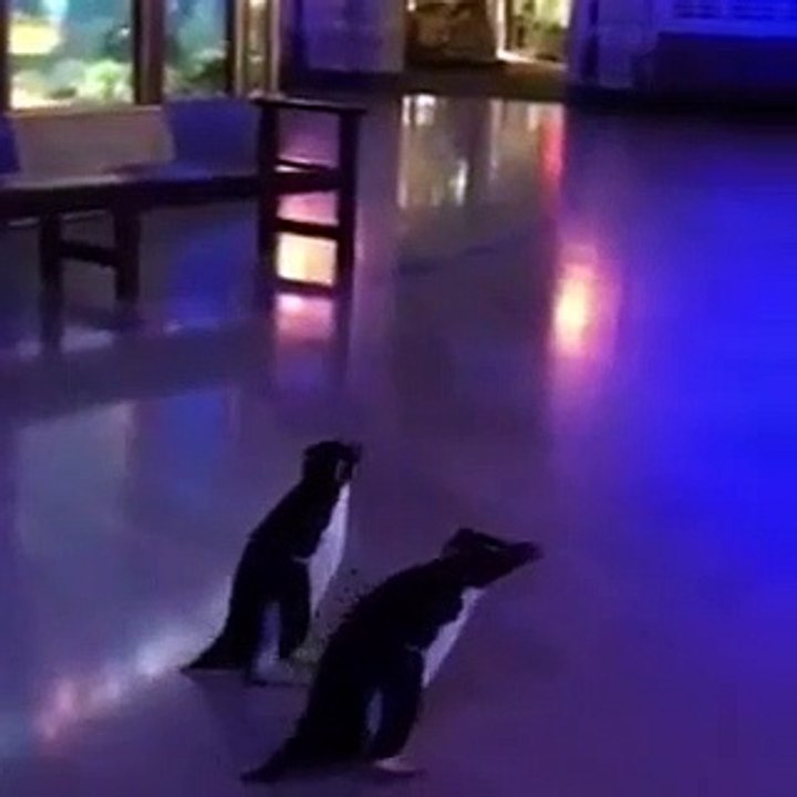 Pinguins aproveitam que aquário está fechado para fazer uma visita de estudo