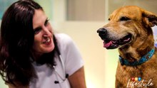 Pinning one's hopes on acupuncture for better pet health