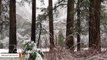 Meanwhile, Fresh Snow Turned Yosemite National Park Into Winter Wonderland
