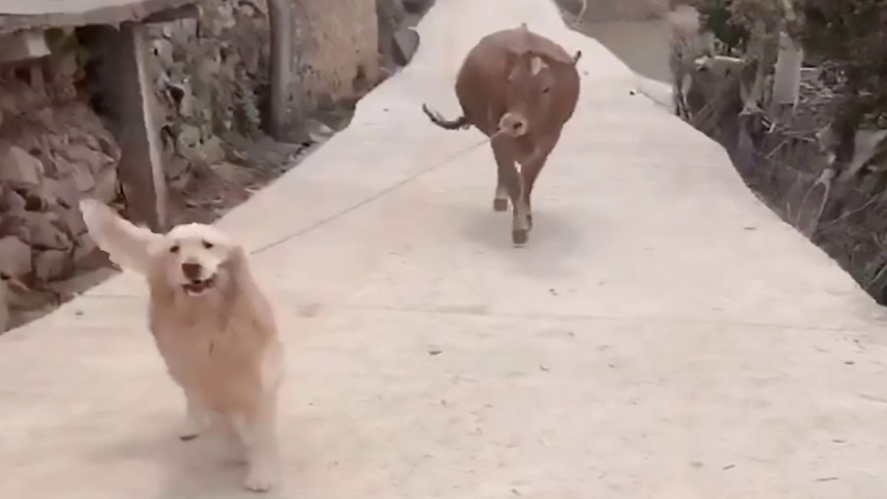 Funny video: Golden retriever returns home with a cow after going for a run