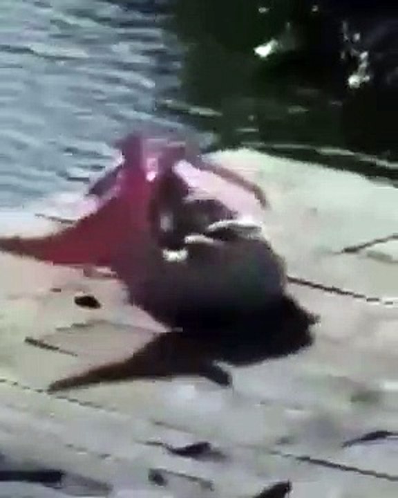 - Real mermaid sported somewhere in India