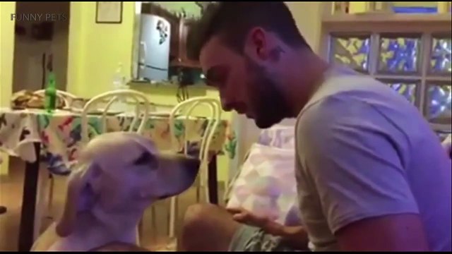 LABRADORS ARE AWESOME ★ Funny Labradors COMPILATION [Funny Pets]_HD