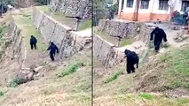 Viral Video : Indian Border Police Dress Up As Bears To Scare Away Monkeys In Uttarakhand