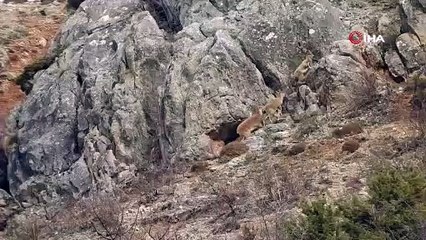 Munzur Dağlarında yaban keçileri görüntülendi