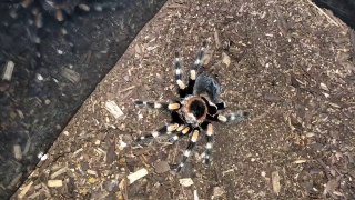 Mexican Red Knee Tarantula Molting Time-lapse  ViralHog