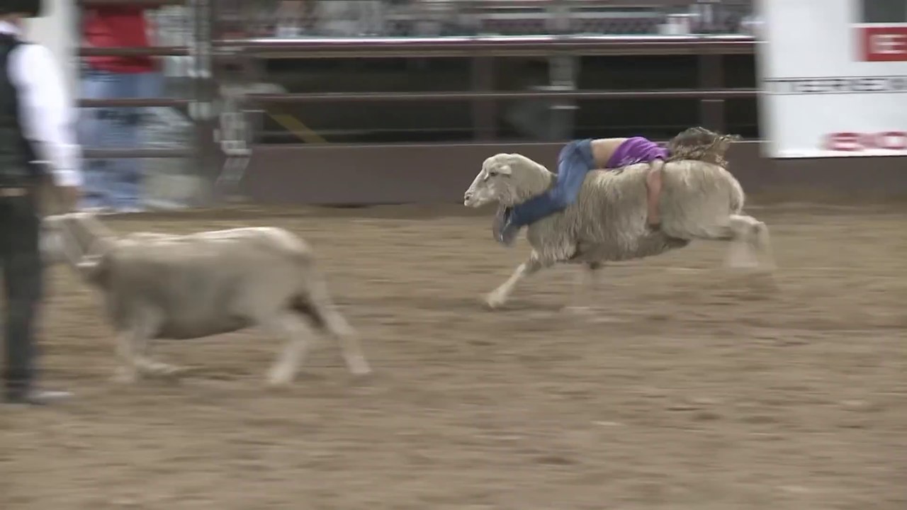 Spanish Fork Rodeo mutton busting