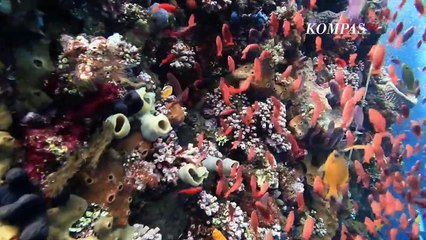 KEUNIKAN BUDAYA  DI PANTAI ADAT PULAU KEPA