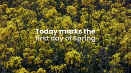 First Day of Spring 2020 _ March _ Seed Companies _ Seed Processing, Storage _ Jam Jam Group