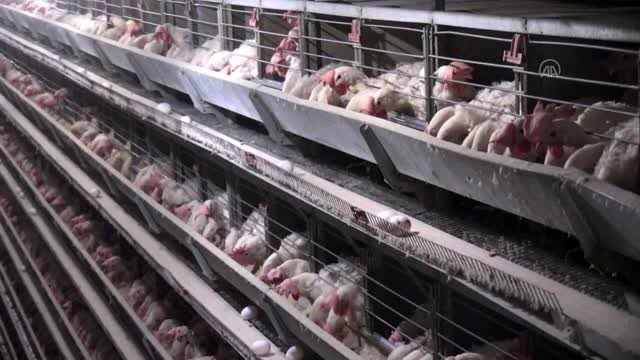 Türkiye'den Körfez ülkelerine ayda 4 milyon dolarlık yumurta ihracatı - BALIKESİR