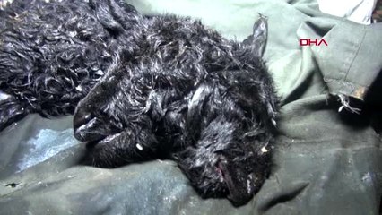 Adıyaman'da çift başlı dünyaya gelen kuzu 1 gün yaşayabildi