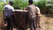 Wildlife officials relocate leopard roaming sugarcane field near Indian village