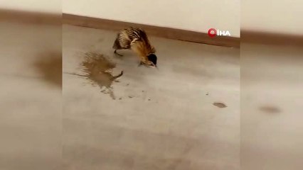 Yüksekova'da Hint balıkçıl kuşu bulundu