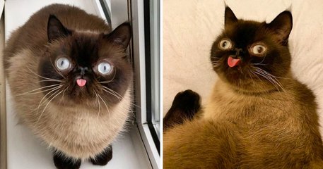 Ce chat est le roi des grimaces