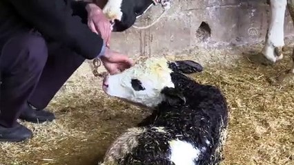 Yıldırım düşmesi sonucu 1 kişi yaralandı - HATAY