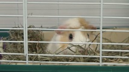 Pets You Can Own That Won’t Break Your Bank