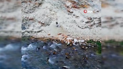 Dereye düşen köpek, itfaiye ekipleri ve vatandaşlar tarafından kurtarıldı