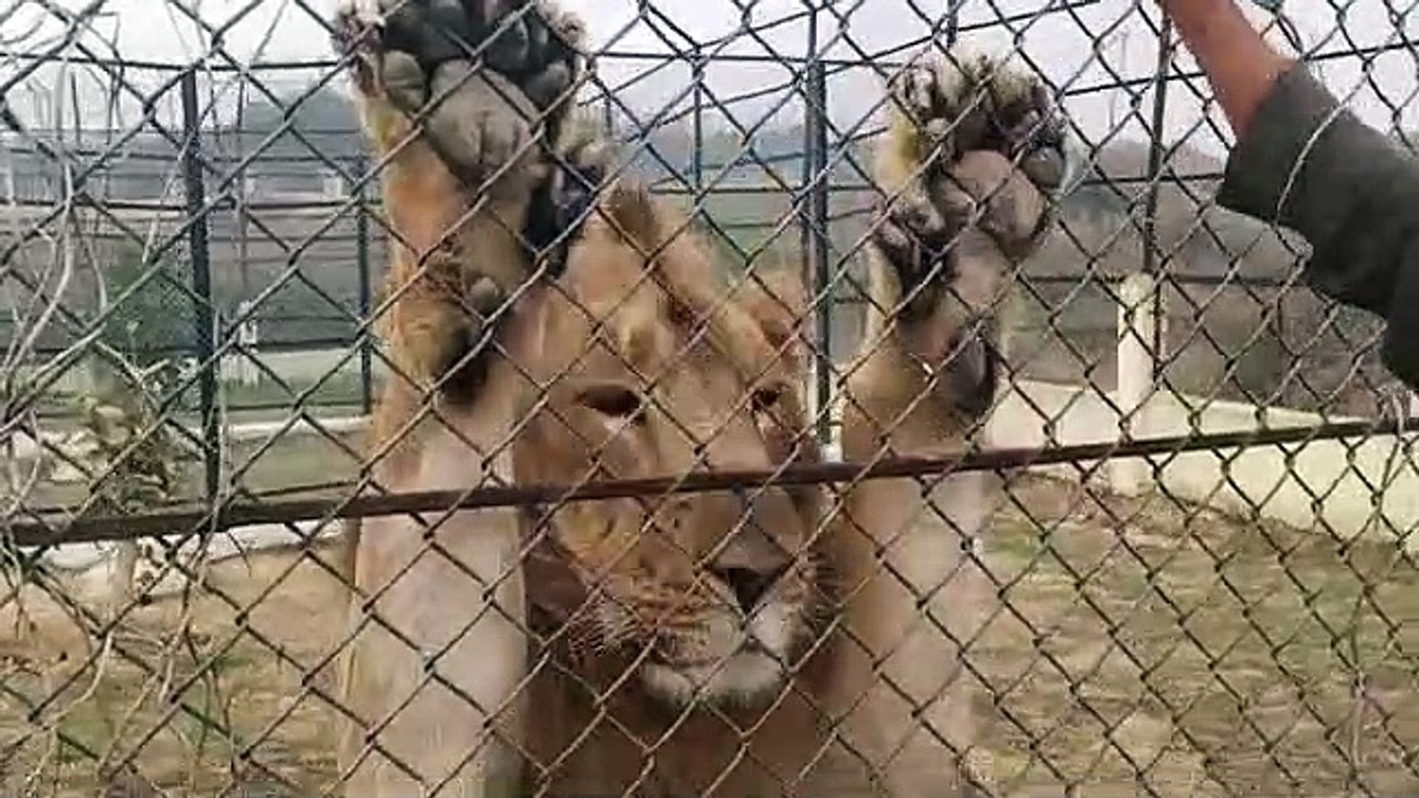 इटावा: सफारी पार्क 31 मार्च तक रहेंगा बंद