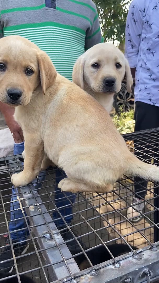 lab puppy for sale