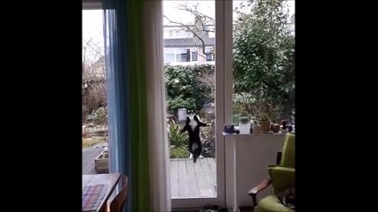 Un chat veut rentrer à la maison