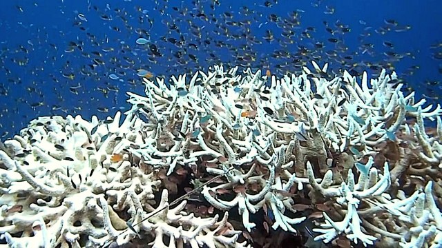 Australian tourism operators silenced for opposing Adani mine