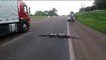 Traffic halts as Giant Anaconda Crosses Road in Brazil; Video Goes Viral