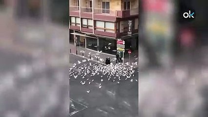Las palomas de Benidorm acosan a vecinas con carros de la compra tras quedarse sin comida por el coronavirus