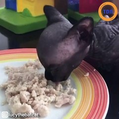 Ce chat qui ressemble à une chauve-souris est devenue une star sur Instagram