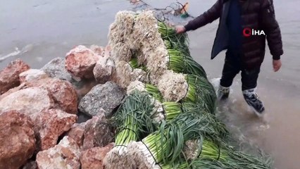 Virüs korkusu, ünü sosyal medyayı da aşan sarımsağa olan talebi arttırdı