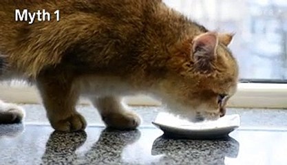Veterinarians debunk some of the biggest myths about cats