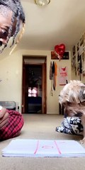 Dog Sits Still While Owner Try to Play Tac Tac Toe