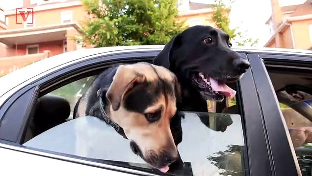 Can Your Pet Contract Coronavirus? Here Are Ways to Keep Your Pet Safe During the Pandemic