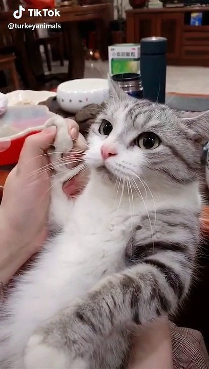 funny cat
