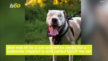 This Blind Pitbull Found His Forever Home after A Tragic Accident