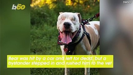 This Blind Pitbull Found His Forever Home after A Tragic Accident