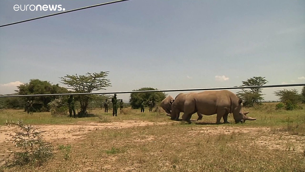Aumenta o número de rinocerontes negros