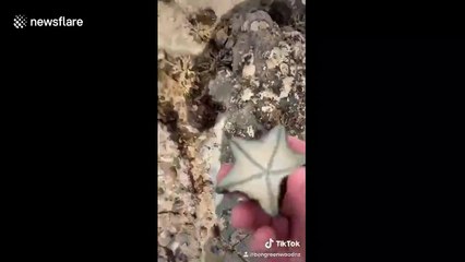'It's the little things that matter': Aussie gives life lesson while tossing starfish back into sea