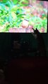 Cat (Zara) Almost Breaks TV Trying To Catch Bird