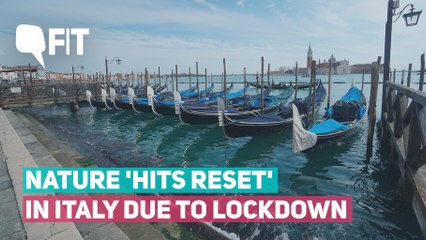 Swans, Dolphins & Clear Water in Italy After Coronavirus Lockdown