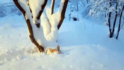 Corgi Struggles to Walk in Deep Snow