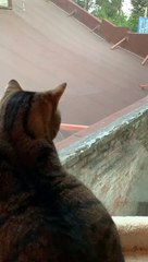 Cat Does Not Want to be Friends