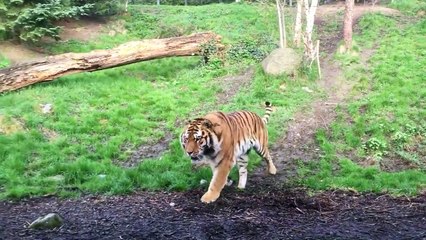 On appelle ça un réveil musclé façon tigre